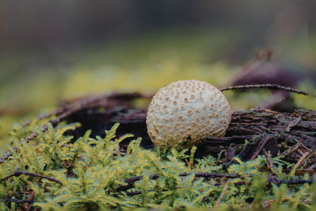 A close-up photograph of a single mushroom growing on a bed of vibrant green moss amidst decaying wood in a lush, green forest.の写真素材
