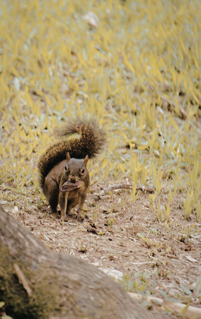 A squirrel with a bushy tail is seen walking on a grassy field. The squirrel appears to be carrying...