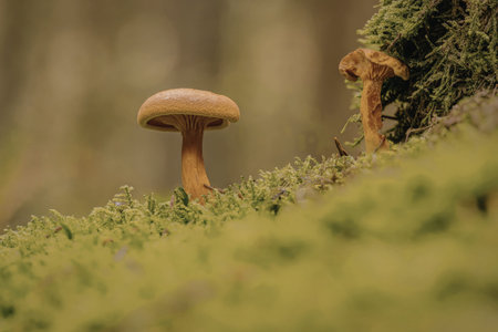 A close-up photograph of two mushrooms growing in a lush, green mossy forest. The mushrooms have...