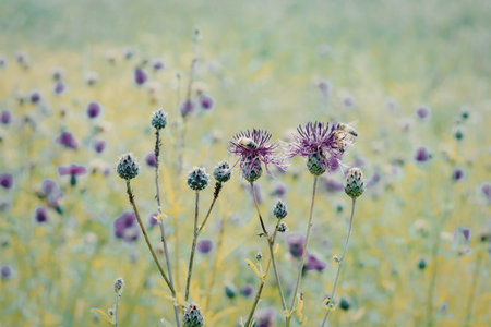 A close-up view of a lush field filled with blooming purple wildflowers, surrounded by green foliage and a soft, blurred background.の写真素材
