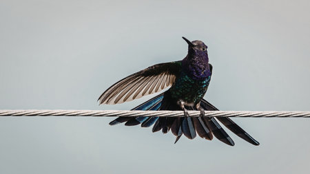 A colorful bird with vibrant purple, green, and blue feathers is perched on a wire against a clear sky. The bird's wings are slightly spread, showcasing its vivid plumage.の写真素材