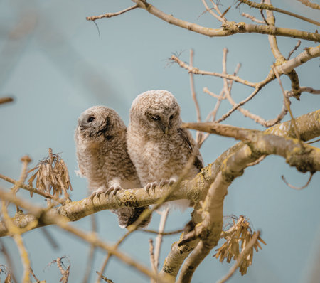 A pair of young owlets sit closely together on a bare tree branch, their large eyes and soft feathers clearly visible against the muted background.の写真素材
