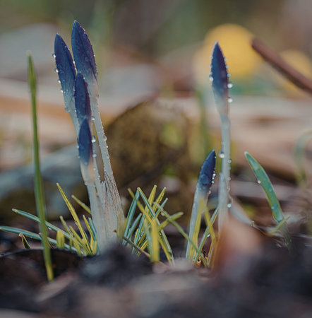 A close-up image of delicate blue flower buds emerging from green grass, glistening with morning...