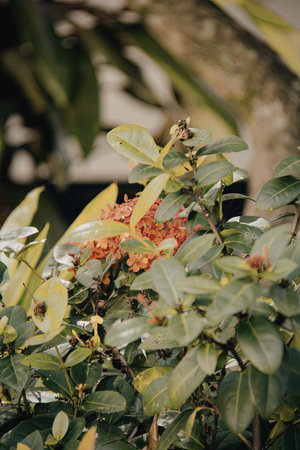 A close-up image of a cluster of vibrant orange flowers surrounded by lush green leaves. The flowers...