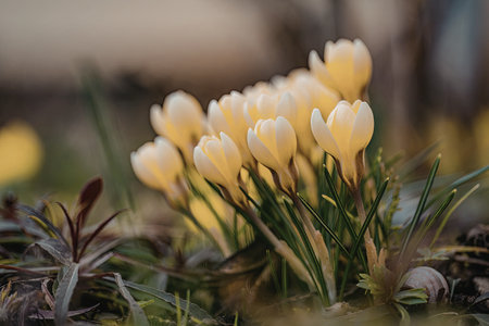 A close-up view of a cluster of bright yellow crocuses blooming in a lush, green garden. The flowers are surrounded by grass and other small plants, creating a serene and natural atmosphere.の写真素材