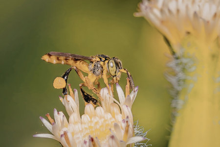A close-up image of a wasp perched on a yellow flower, showcasing the intricate details of the insect and the petals.の写真素材