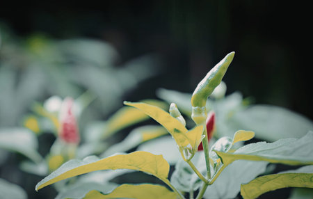 A detailed close-up of a green pepper plant with vibrant green leaves and a small budding pepper.