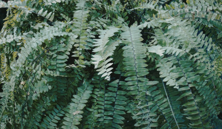 A close-up image of lush, green fern leaves illuminated by natural light, showcasing their intricate details and textures.の写真素材