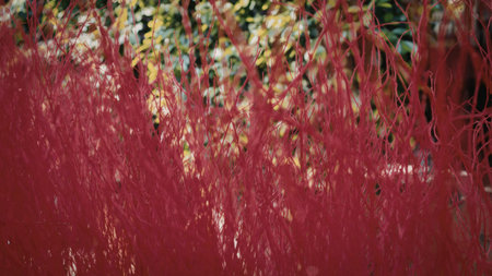 A close-up image of bright red leaves, likely from a bush or tree, set against a blurred green...