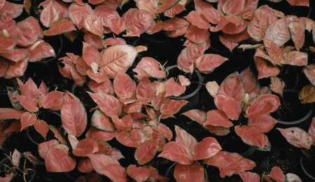 A close-up image of a cluster of vibrant red leaves set against a dark background, showcasing the vivid colors and intricate patterns of the foliage.の写真素材