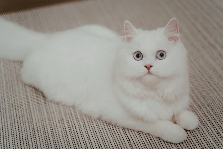 A close-up image of a white cat with striking blue eyes lying comfortably on a textured rug.の写真素材