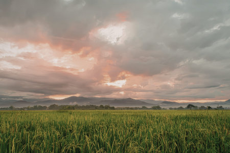 A serene landscape featuring a vast expanse of green fields under a dramatic sky with vibrant orange and pink hues during sunset.の写真素材