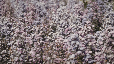 A close-up view of a field filled with vibrant lavender flowers in full bloom, showcasing their...