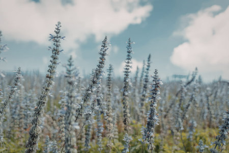 A vibrant field of tall flowers stretches out under a bright blue sky with scattered clouds. The...