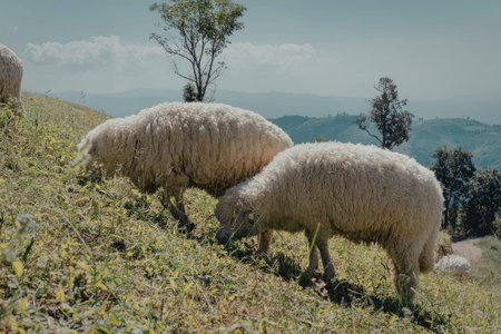 Two sheep grazing on a lush green hillside with a scenic view of distant mountains and trees.の写真素材