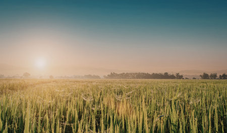 A tranquil sunrise over a lush, green field with the sun casting a warm glow and mist gently...
