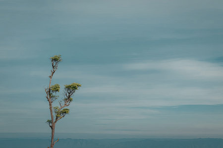 A lone tree stands tall with a clear sky in the background, emphasizing its solitary presence.