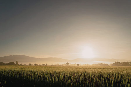 A serene sunrise over a misty field with distant mountains under a clear sky.