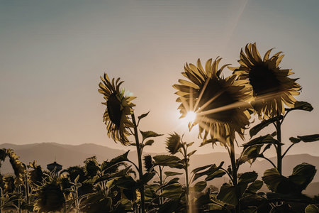 A serene image of sunflowers standing tall against a backdrop of a setting sun, with mountains in the distance.の写真素材