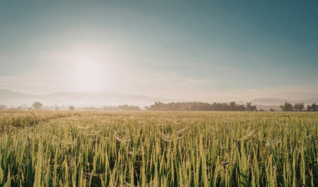 A serene landscape featuring a sunrise over a vast, lush green field with a gentle mist hovering in...