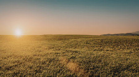 A serene landscape featuring a vast field of golden grass bathed in the warm glow of a setting sun....