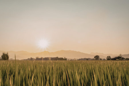 A serene landscape featuring a sunset over a field of tall wheat. The sun is partially obscured by the horizon, casting a warm, orange glow across the sky and the landscape below. Distant mountains and scattered trees add depth to the scene.の写真素材