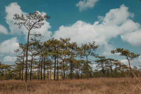 A serene landscape featuring tall pine trees standing in an open field with a bright blue sky and...