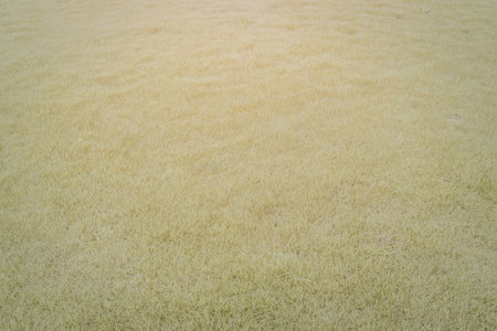 A field bathed in sunlight with a gentle gradient of shadows and highlights.