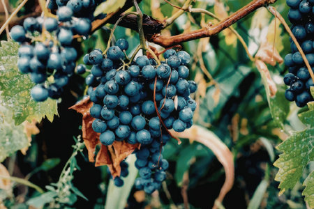 A close-up image of a cluster of blue grapes hanging from a vine with green leaves.の写真素材