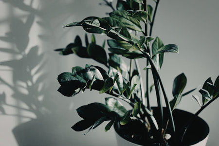 This image features a potted plant with green leaves against a wall, with the plant's shadow visible on the left side.の写真素材