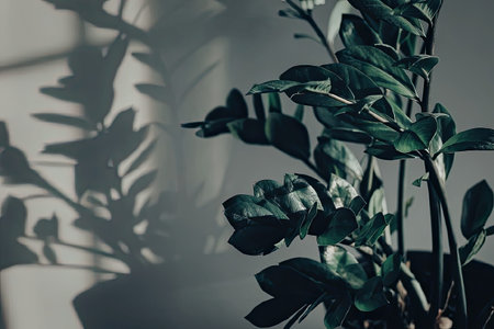 A close-up of a green plant with its leaves casting shadows on a wall, highlighting the beauty of nature indoors.の写真素材