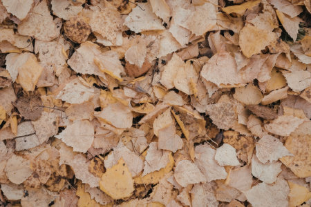 A close-up view of a large pile of dry, brown, and orange leaves scattered on the ground.の写真素材