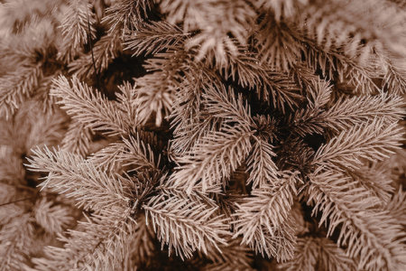 A close-up view of brown pine branches with needle-like leaves.の写真素材