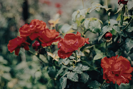 A close-up view of a cluster of vibrant red roses surrounded by lush green leaves in a garden setting.の写真素材