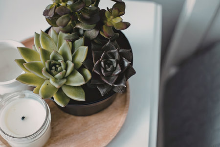 A high-angle, close-up shot of a variety of succulent plants, including a bright green echeveria and a dark black prince succulent, arranged in a dark pot. The pot sits on a round wooden tray next to a white scented candle in a glass jar, placed on a white surface.の写真素材
