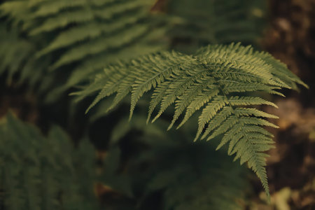 This image presents a detailed view of vibrant green fern leaves, showcasing their intricate texture...