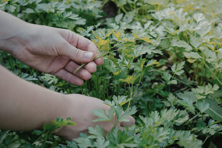 A person's hand inspecting green plants in a garden or field.の写真素材