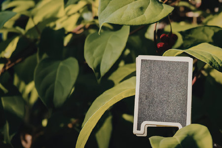 A small black patch with a white border hangs from a lush green leafy plant, possibly a tree or...