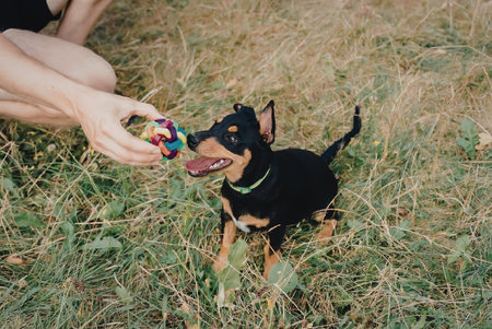 A small black and brown dog playing with a colorful toy outside on the grass.