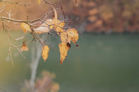 A close-up of a tree branch with yellow and orange leaves during autumn, set against a blurred green...