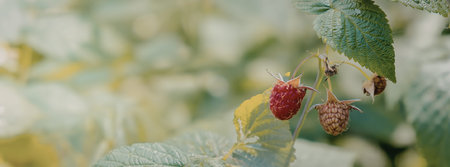A close-up view of ripe red raspberries hanging from a green leafy bush, showcasing the fruit's...