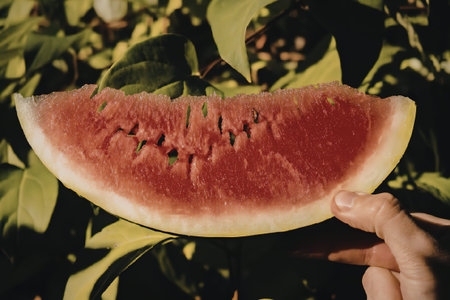 A hand holding a slice of watermelon with green leaves in the background