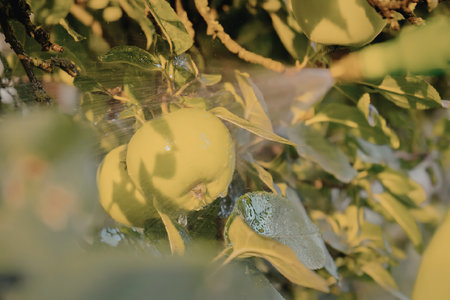 A close-up view of a green apple hanging from a tree branch surrounded by lush green leaves.