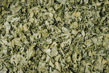 This image showcases a close-up view of lush green leaves densely packed together, highlighting their vibrant color and intricate details.の写真素材