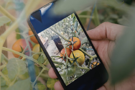 A hand holding a smartphone displaying a photo of tomato plants with red and green tomatoes,...