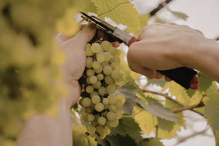 A person is harvesting grapes from a vine using pruning shears.の写真素材