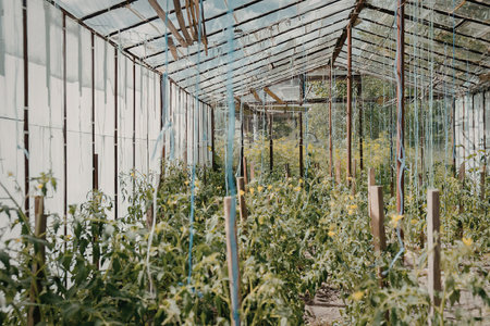 A blurry image of the inside of a large greenhouse with many plants growing insideの写真素材