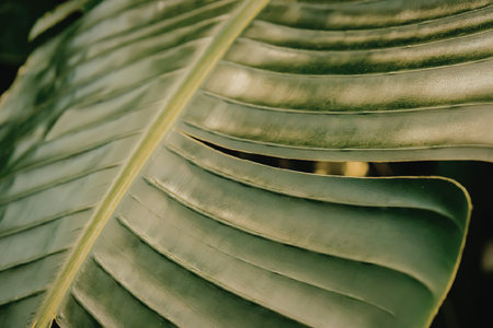 A close-up view of a large green leaf showcasing its prominent veins and smooth edges.の写真素材