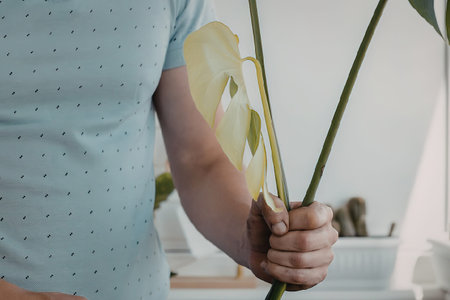 A person wearing a light blue shirt with dark dots holds a plant stem with large green leaves in their hand.の写真素材