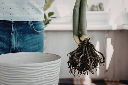A person in a white shirt and blue jeans holds a plant with exposed roots over an empty white pot.の写真素材
